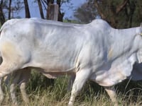 Lote 42D
