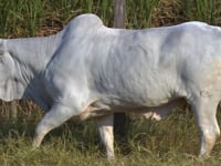 Lote 43D