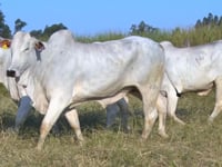 Lote 44D