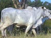 Lote 45D