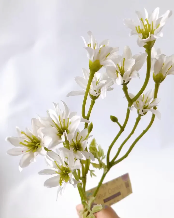 花 DA Vanda Jiraprapa x luzonica