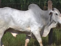 Lote 180