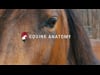  Impact of saddle fit on your horse’s comfort and performance