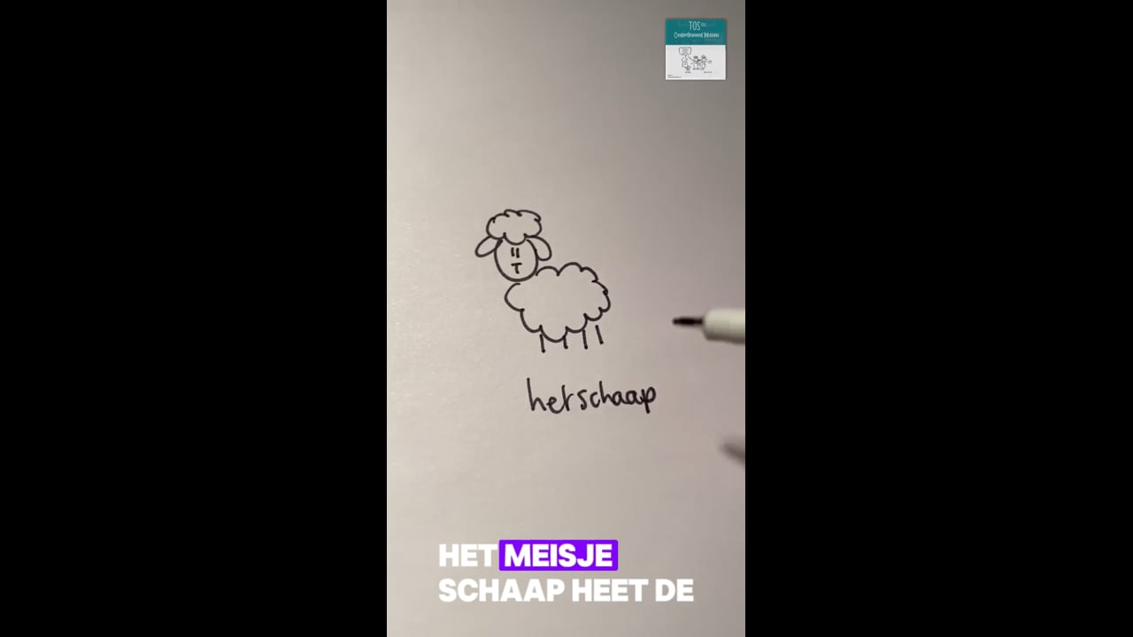 Schaap (het)*, de ooi, de ram, het lammetje