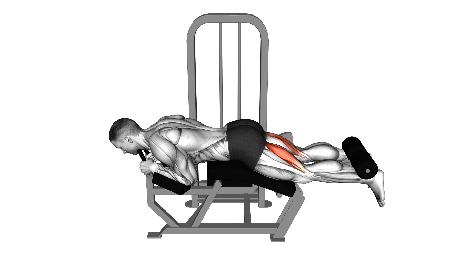 Lying Leg Curl Machine