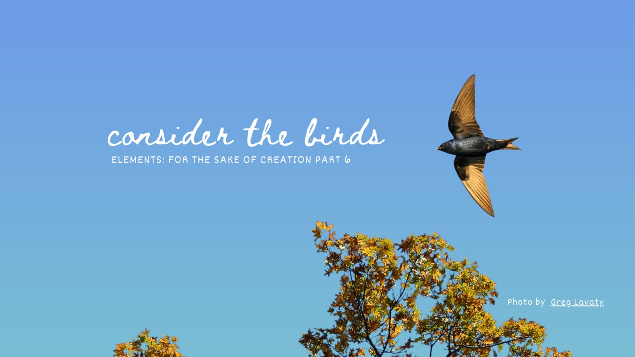 Birds