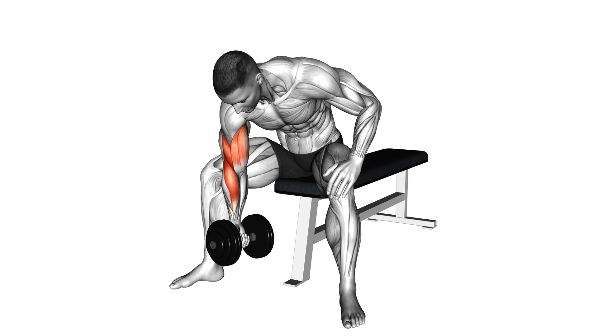 Dumbbell Concentration Curls