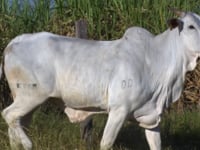 Lote 46D