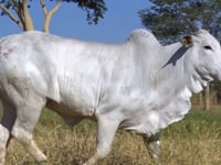 Lote 57D