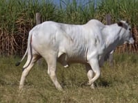 Lote 58D