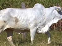 Lote 61D