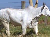 Lote 62D