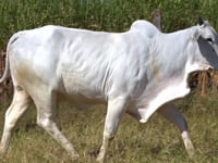 Lote 64D