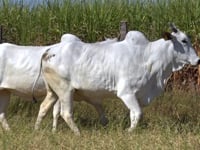 Lote 65D