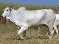 Lote 66D