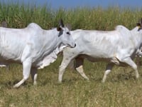 Lote 67D