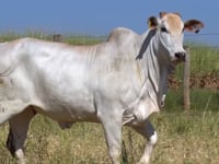 Lote 68D