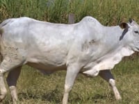 Lote 69D