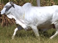 Lote 72D