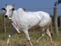 Lote 74D