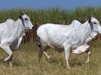 Lote 75D