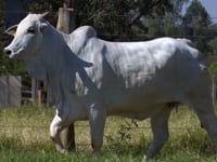 Lote 76D