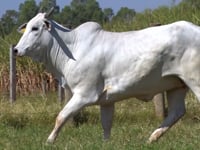 Lote 77D