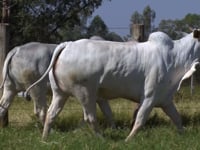Lote 78D