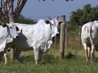 Lote 79D