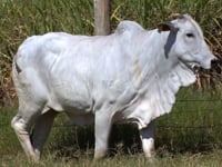 Lote 80D