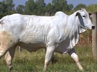 Lote 81D