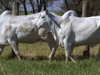 Lote 82D