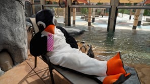 Waddle to Waco - Penguin Exhibit at Cameron Park Zoo Opening Soon!