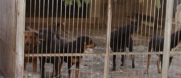 Els animals de la gossera de Figueres es traslladen a un centre d'Albons