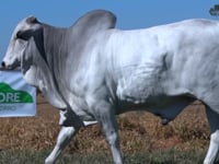 Lote 27