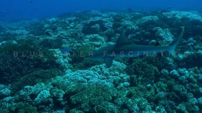 2554_Grey reef shark swimming over coral reef