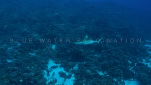 2553_Grey reef shark swimming along coral reef