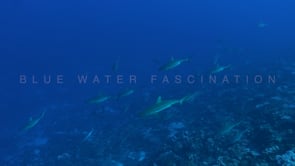 2548_grey reef sharks swimming in the blue in French Polynesia