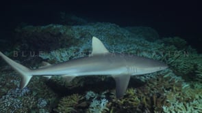 2542_grey reef shark passing close by at night