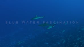 2547_Grey reef sharks swimming close by in the Blue ocean French Polynesia