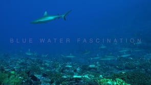 2552_Many grey reef sharks swimming along coral reef