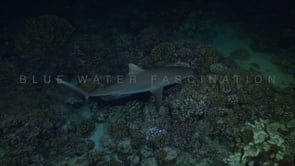 2541_Grey reef shark close up at night