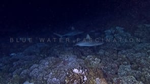 2546_Grey reef sharks feeding frenzy at night while hunting