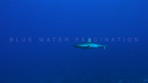 2551_Big grey reef shark swimming in the blue