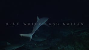 2540_Many Grey reef sharks swimming close by at night