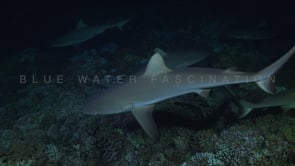 2539_Many Grey reef sharks at night