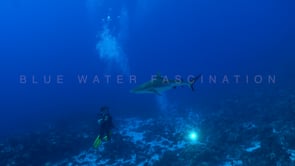 2545_Grey reef shark and scuba diver