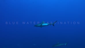 2550_Grey reef shark swimming in the blue ocean