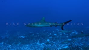 2549_Grey reef shark swimming close by