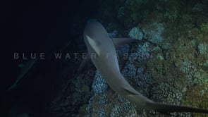 2544_Grey reef shark swimming towards camera at night